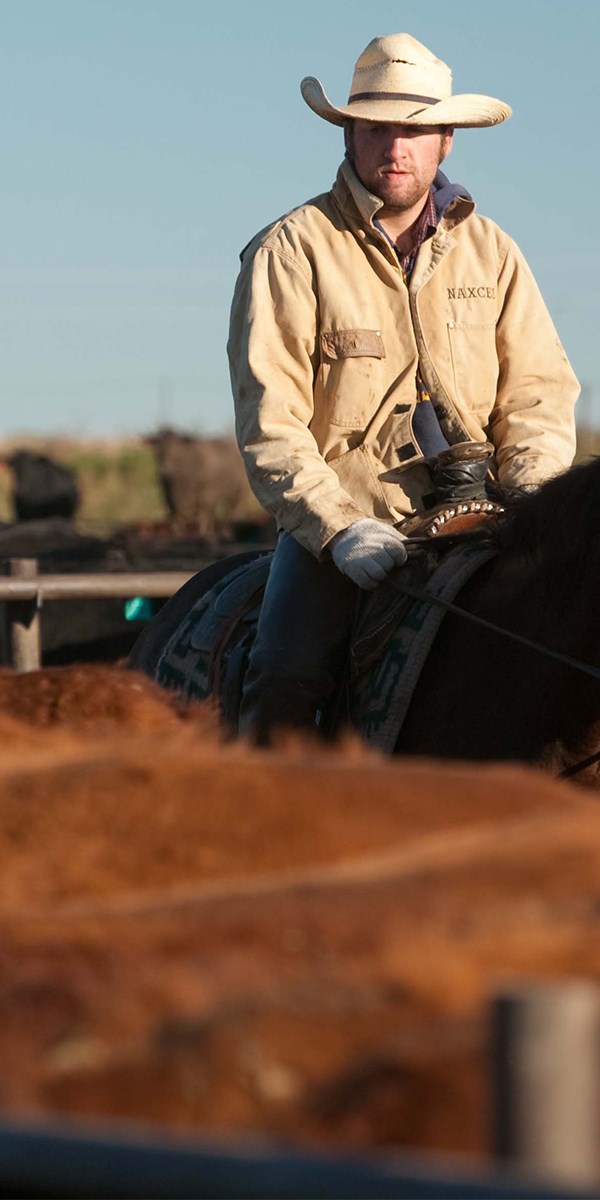 Feedyard Assessment